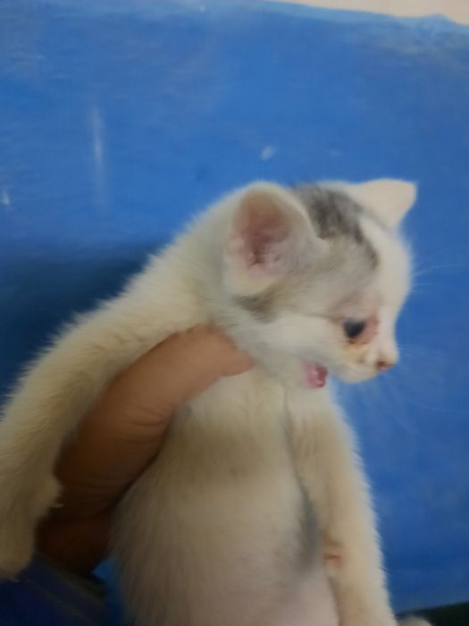 Котята бесплатно