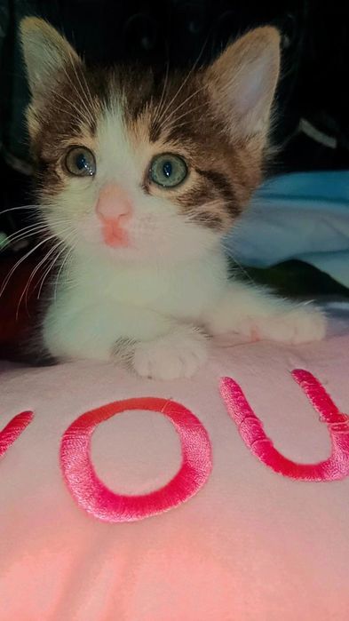 Котятки в поисках семьи