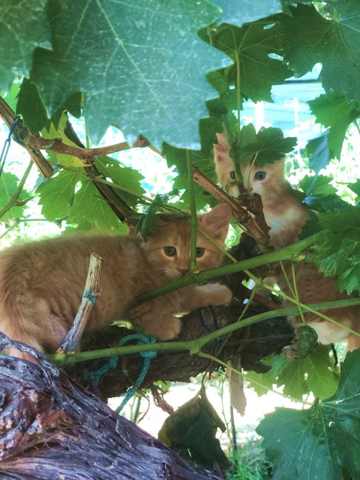 Подарявам котенца