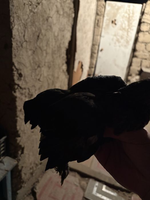 Пипин петух курица