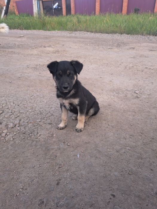 Щенки ищут дом !!