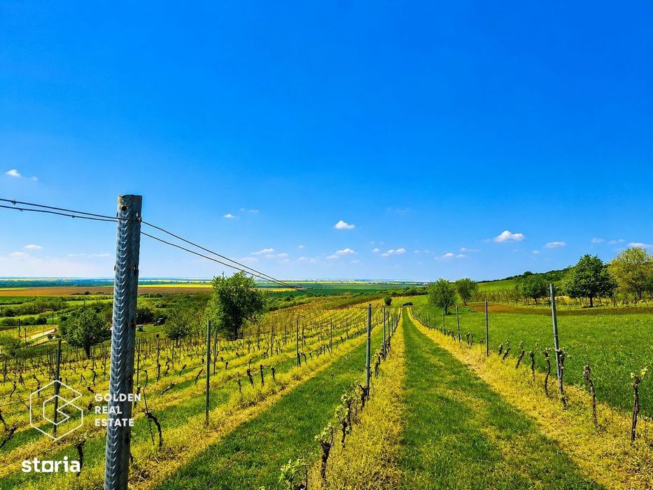 1,35 hectare vie pe rod (Cabernet si Merlot), Siria