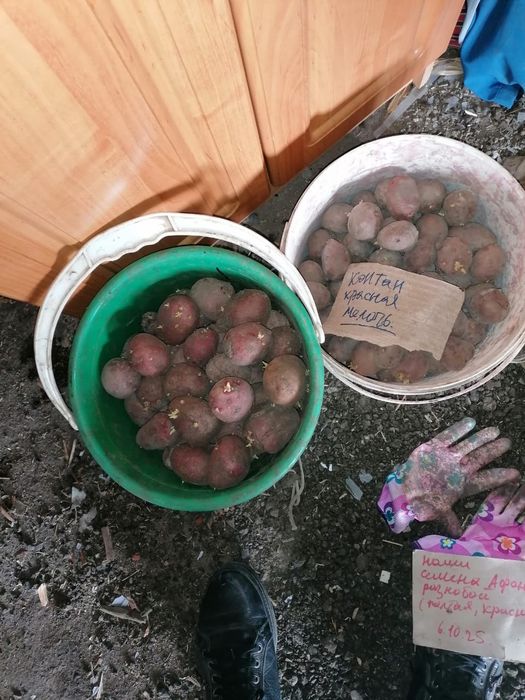 Продам семена картофель