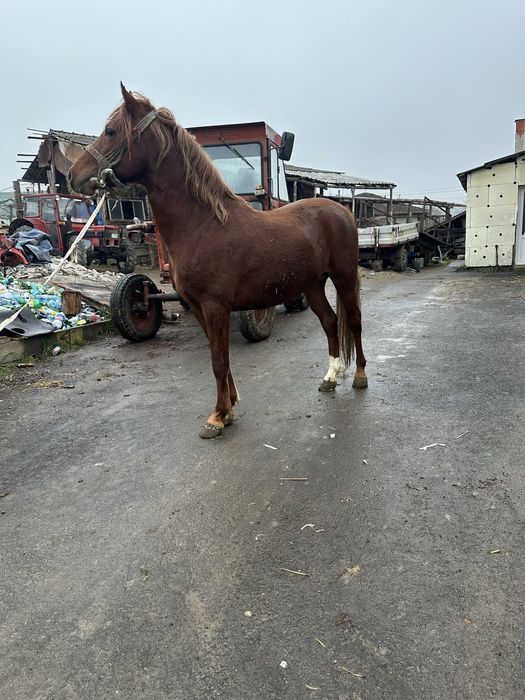 Vand cai 1 an jumate