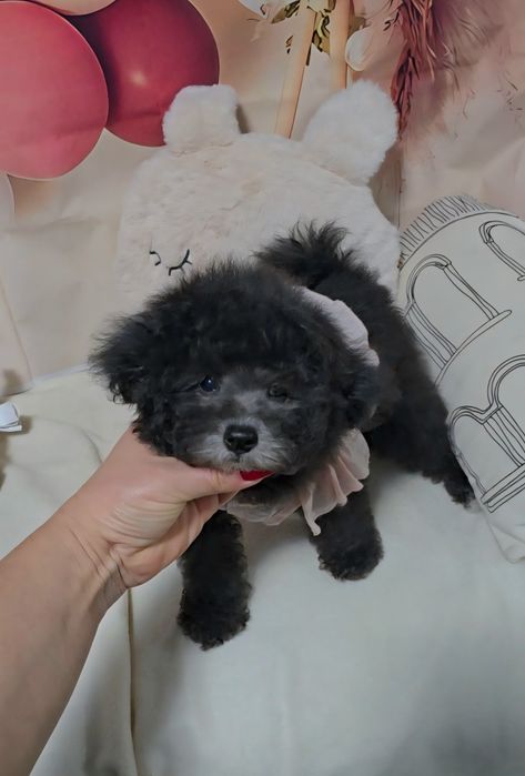 Сребърен женски пудел той с родословие 5 поколения назад