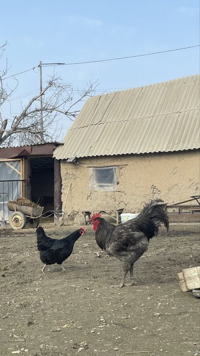 Джерси гигант жумырткасы