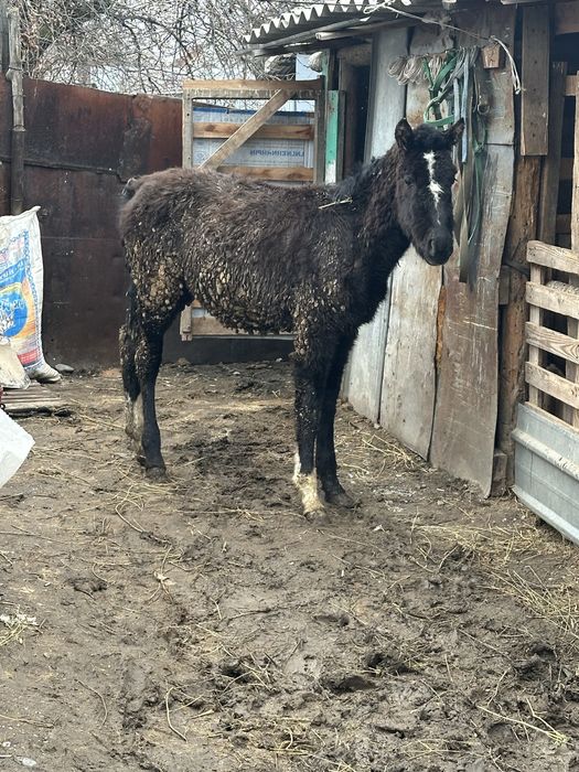 Тай жабагы  байтал бие кобылка