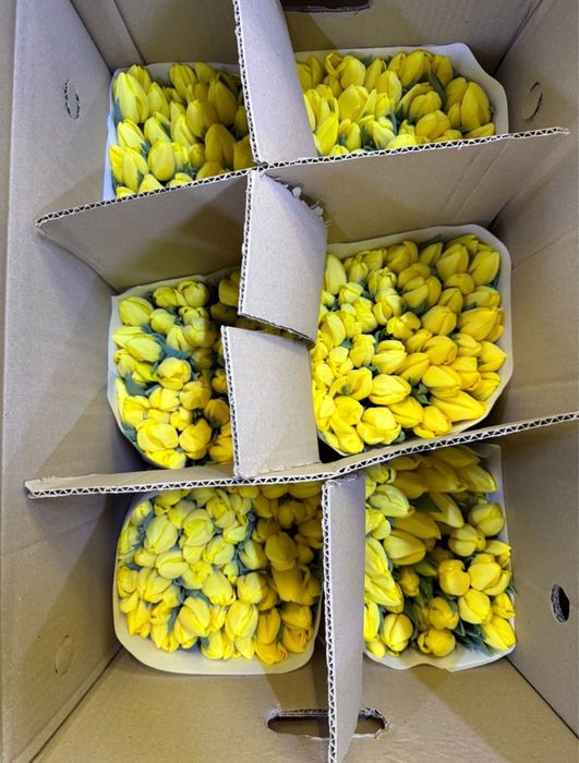 Премиум тюльпаны крупные