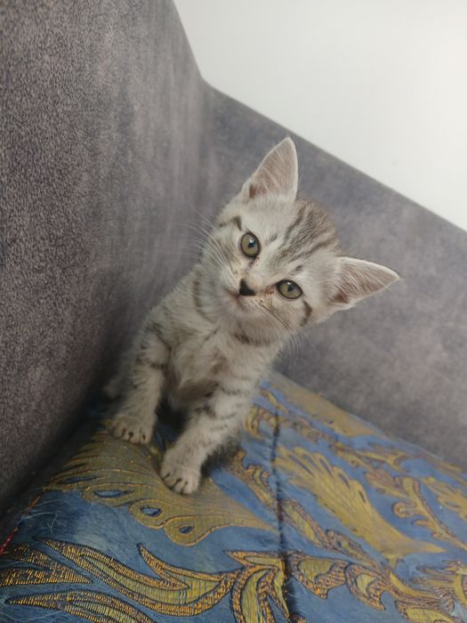 Котенок в добрые руки