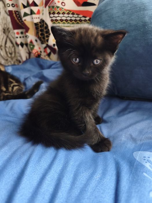 Котята Шотландцы