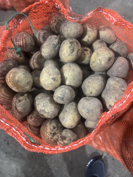 Картофель семенной .