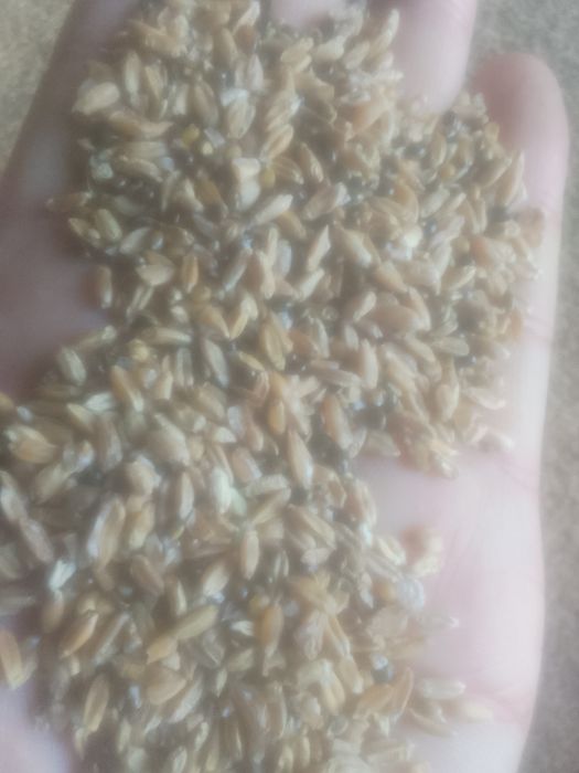 Зерноотходы  Овёс Сечка Отруби Полова