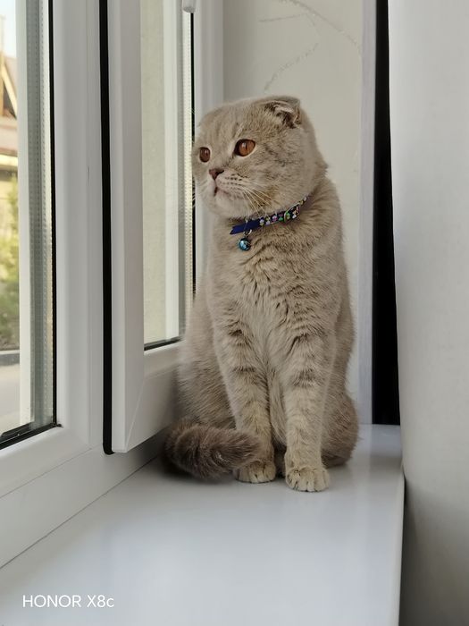 Scottish Fold. O'g'il bola