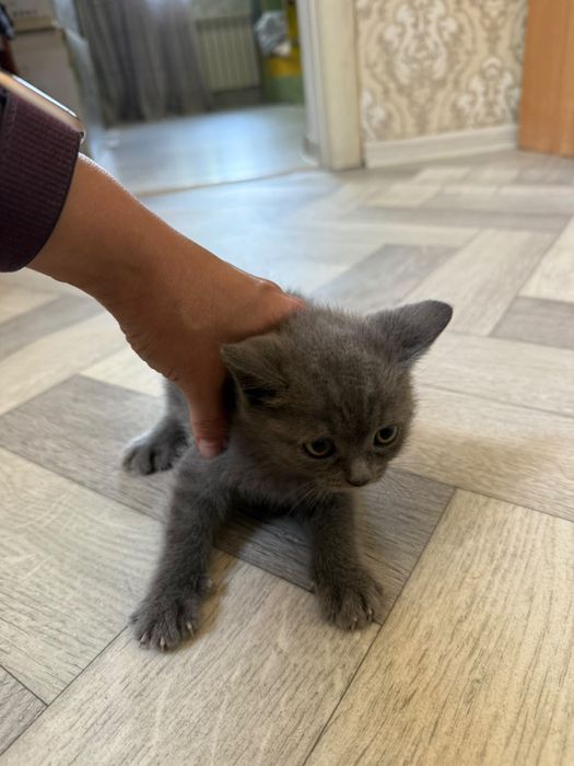 Шотландская прямо ухая