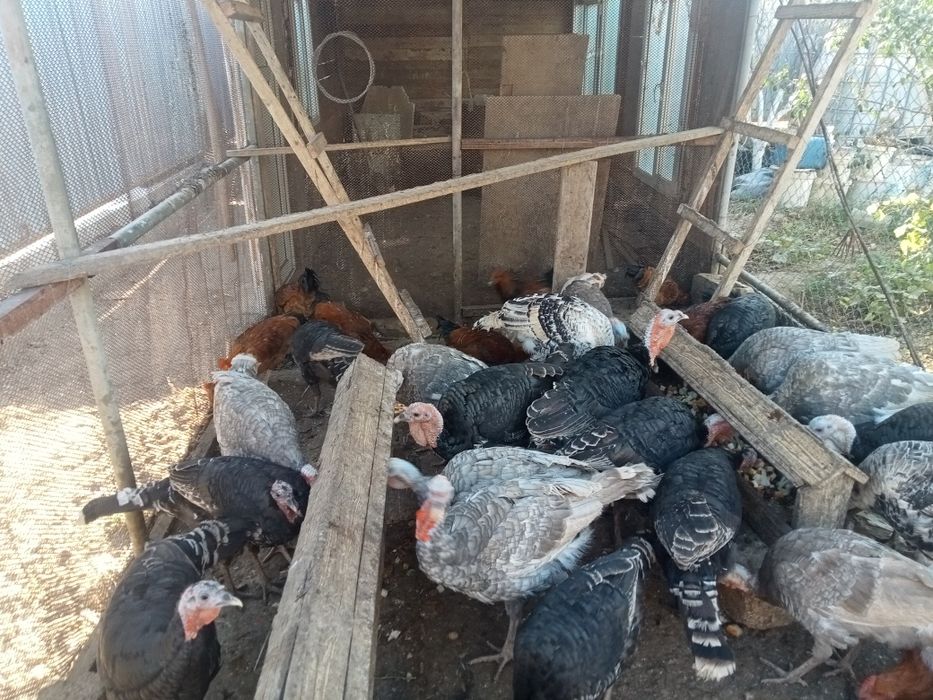 Индюки продам атырау
