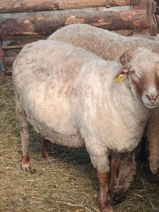 Vând  Berbec roșu în varstă de 3 ani