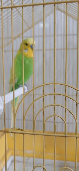 Валныстый папугай