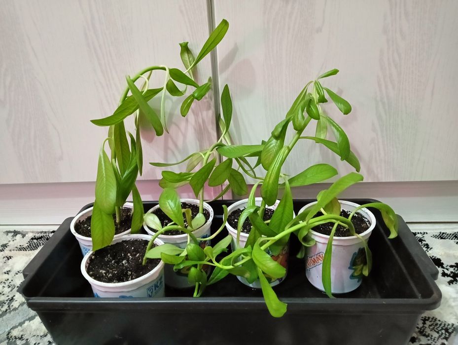 Продам Сингониум