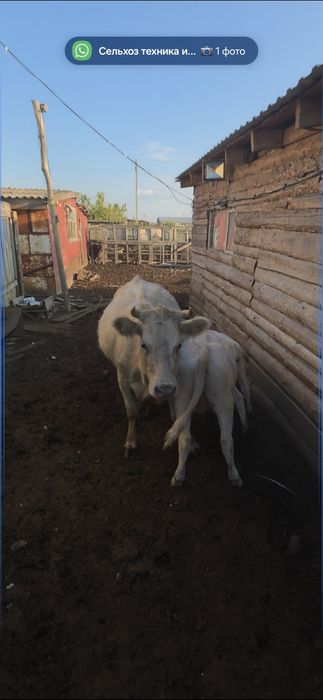 Продам коров 7 лет