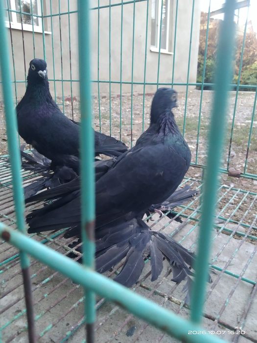 Продаются голуби