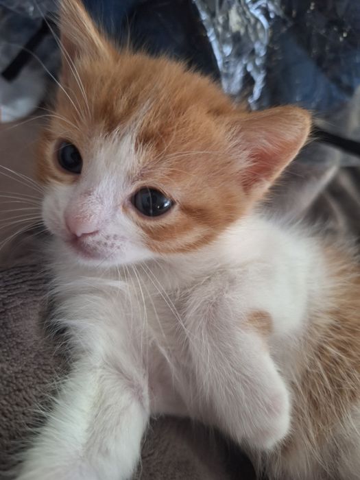 ПОДАРЯВАМ котенца