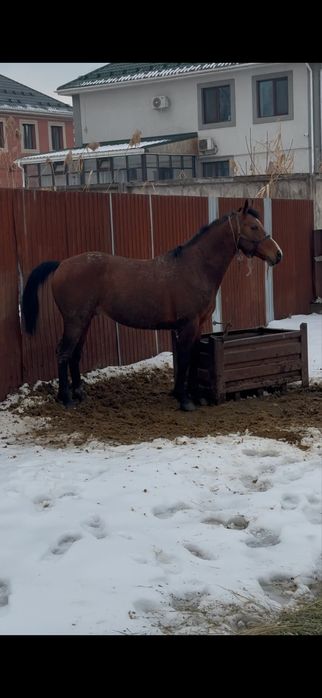 Айғыр айгыр лошдь конь жеребец жылқы