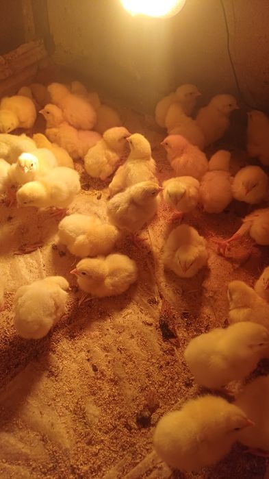 Цыплята КОББ 500