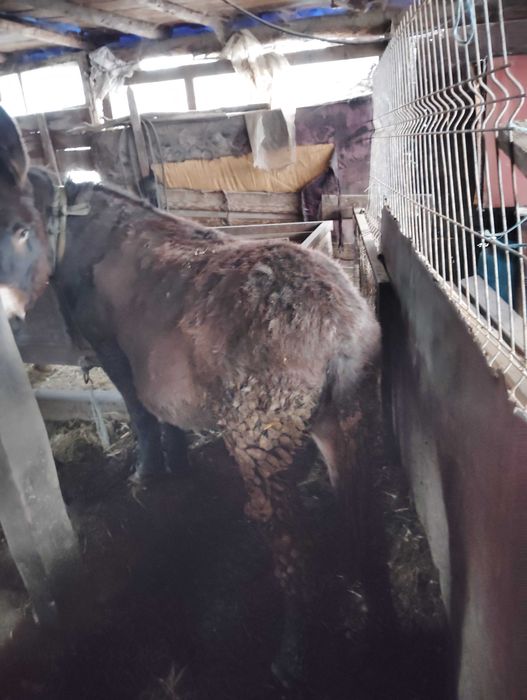 Vând 2 măgari femela gestanta și mascul