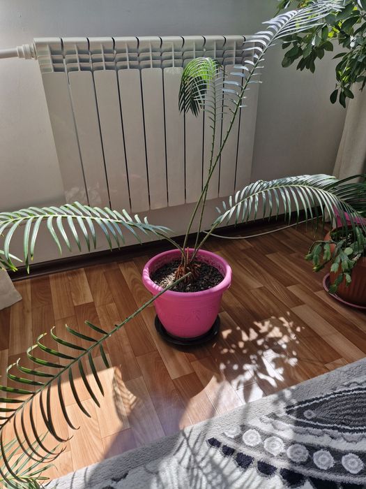 Комнатные растения