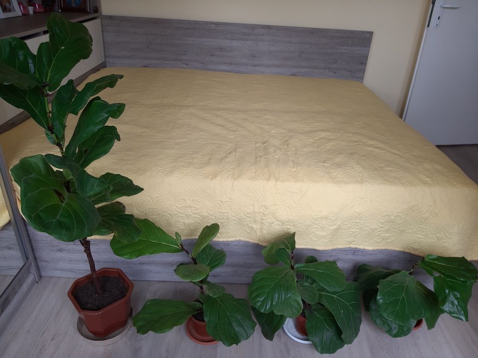 Фикус Лирата-4бр.