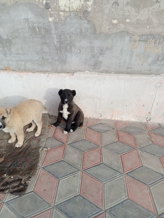 Продам шинков Алабая