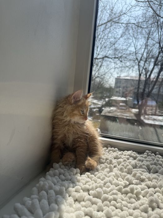 Котенкти мейкун сибирьская .