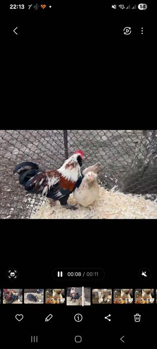 Faverolles pitic (o pereche)