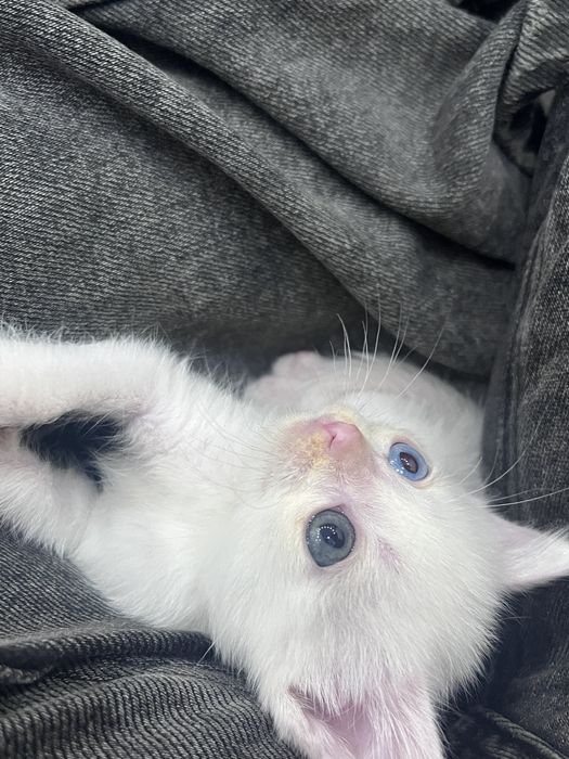котята ищут дом