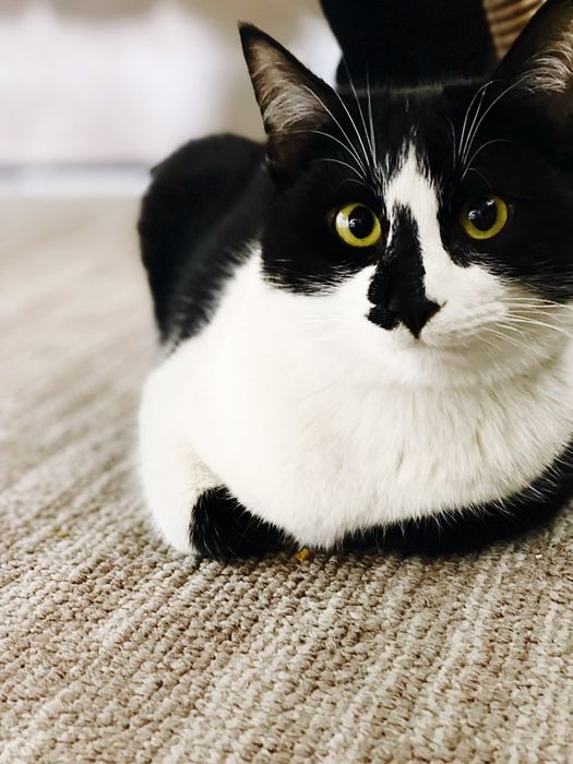 Отдам даром прекрасных ласковых котов братьев