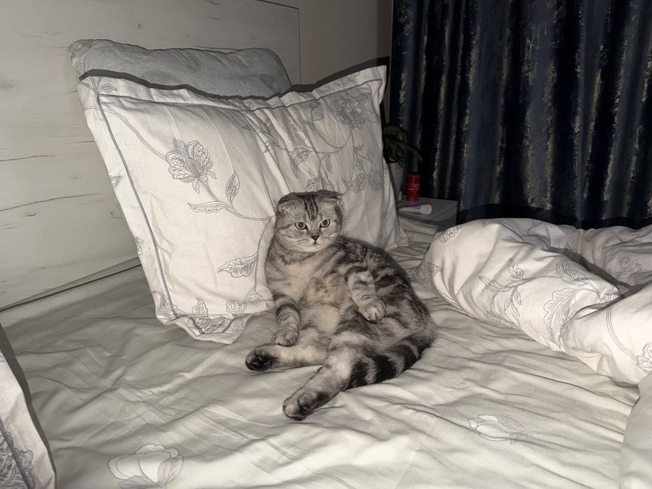 Вязка кота британец