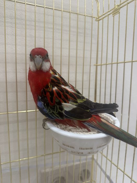 Попугай Розелла ручной