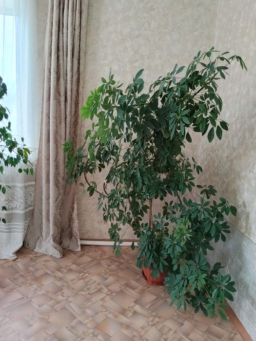 Продам комнатные цветы.можно в офис.