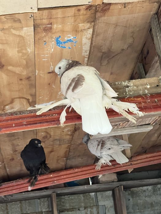 голуби хороший красивые