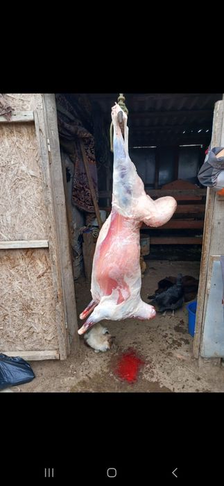 Продажа Баран!!!