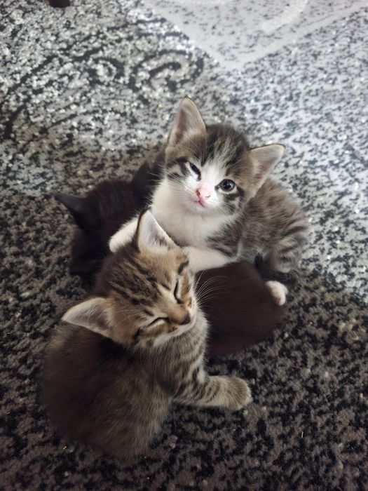 Отдам котят в хорошие руки