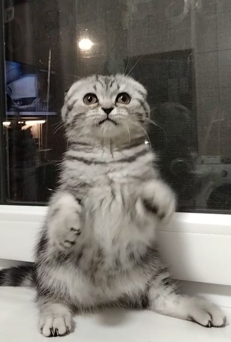 Шикарная вислоухая девочка.