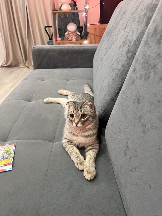 отдам котенка девочку