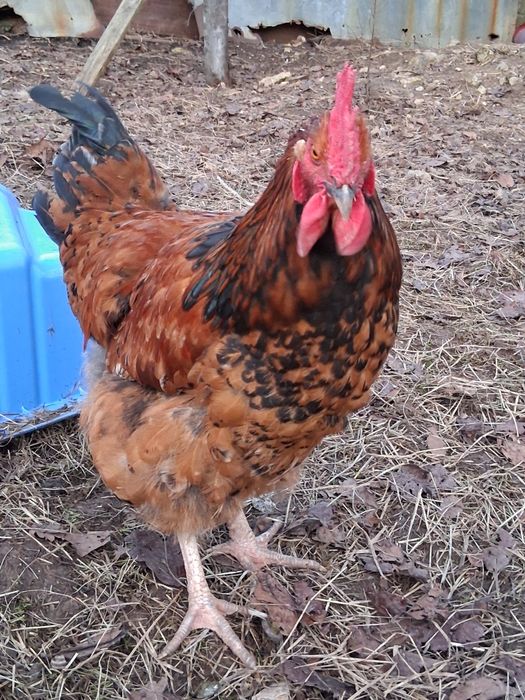 Продавам петли на 8-9 месеца