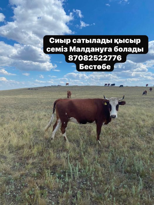 Сиыр сатылады 600 к