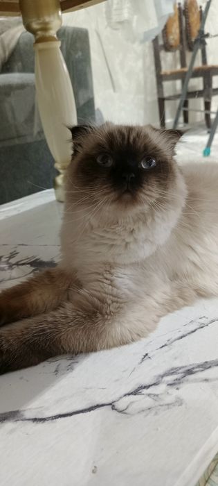 Мушук Сотилади Соглом Ишончли