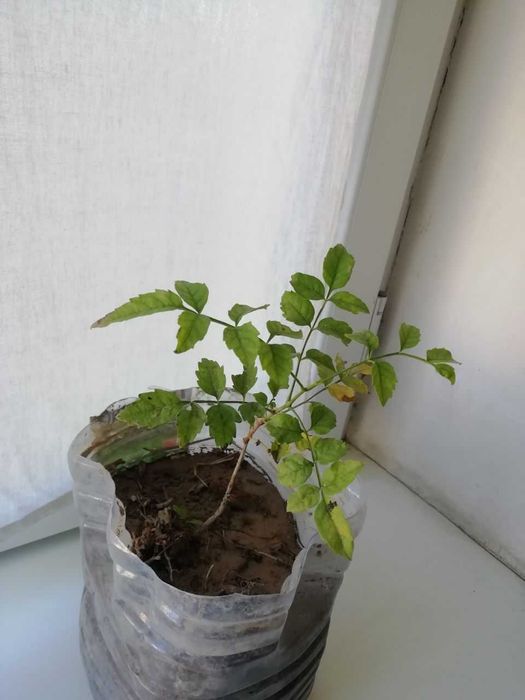 Саженцы садовых растений девичий виноград, юкка, кампсис, мальва