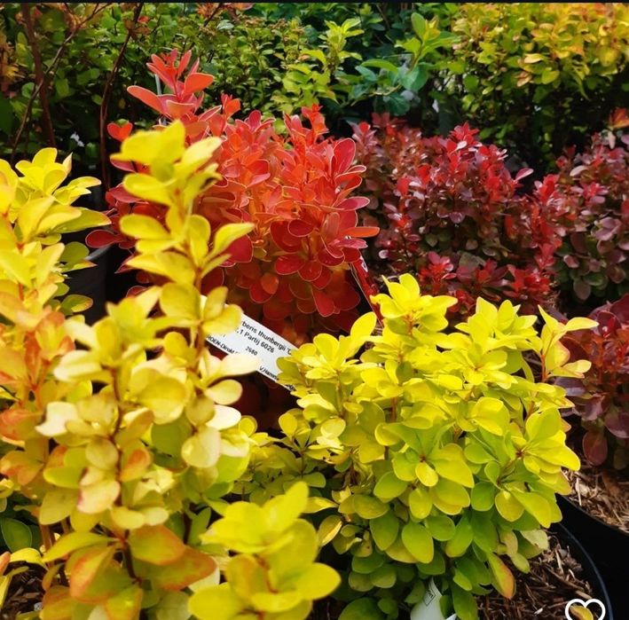 Барбарис- декоративный кустарник