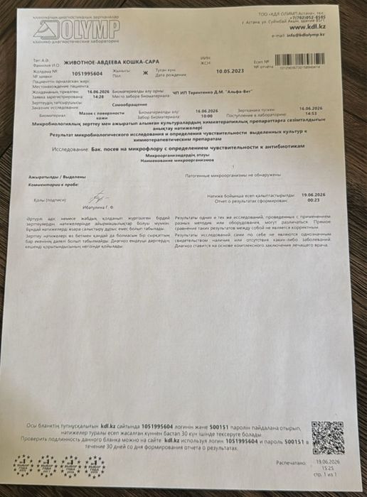 Кошка 4 года кошечка