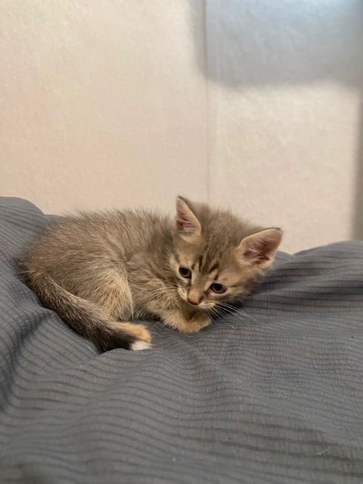 Отдам бесплатно котят